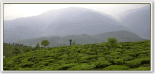 Tea Garden on the way to Darjeeling