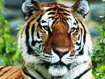 Tiger at Jim Corbett National Park