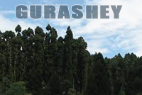 Gurashey - Sukiapokhri